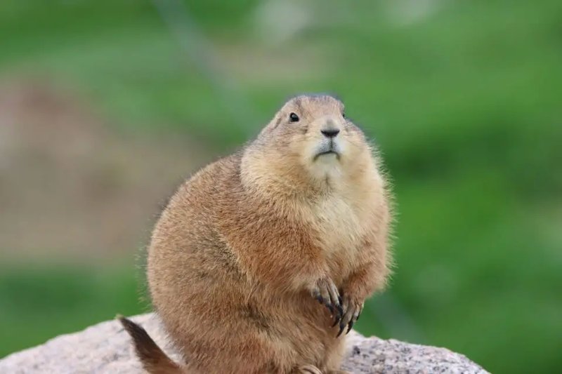 10 Animals Similar To The Prairie Dog And How To Tell Them Apart