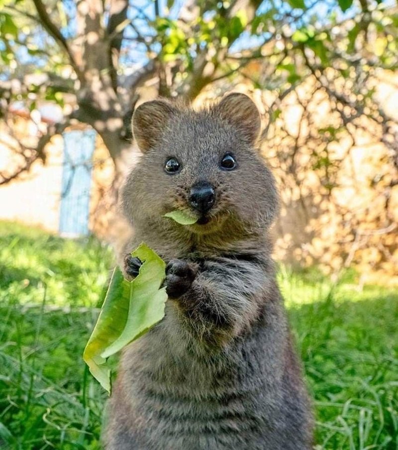 10 Animals Similar To The Quokka And How To Tell Them Apart