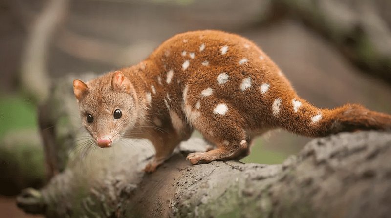 10 Animals Similar To The Quoll And How To Tell Them Apart