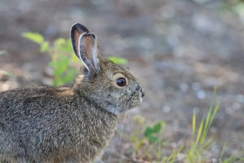 10 Animals Similar To The Rabbit And How To Tell Them Apart