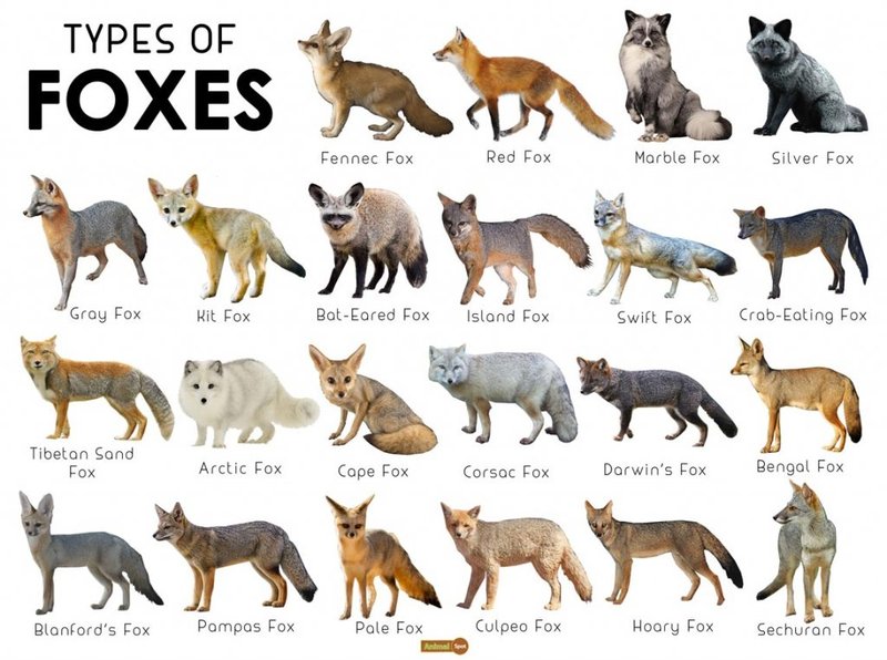 10 Animals Similar To The Red Fox And How To Tell Them Apart
