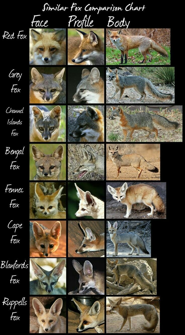 10 Animals Similar To The Red Fox And How To Tell Them Apart