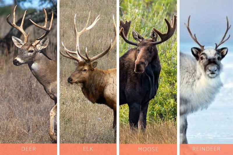 10 Animals Similar To The Reindeer And How To Tell Them Apart