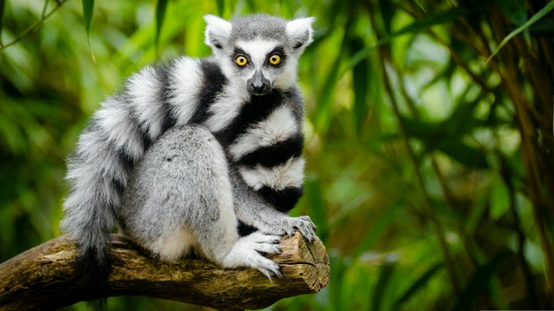 10 Animals Similar To The Ring-Tailed Lemur And How To Tell Them Apart