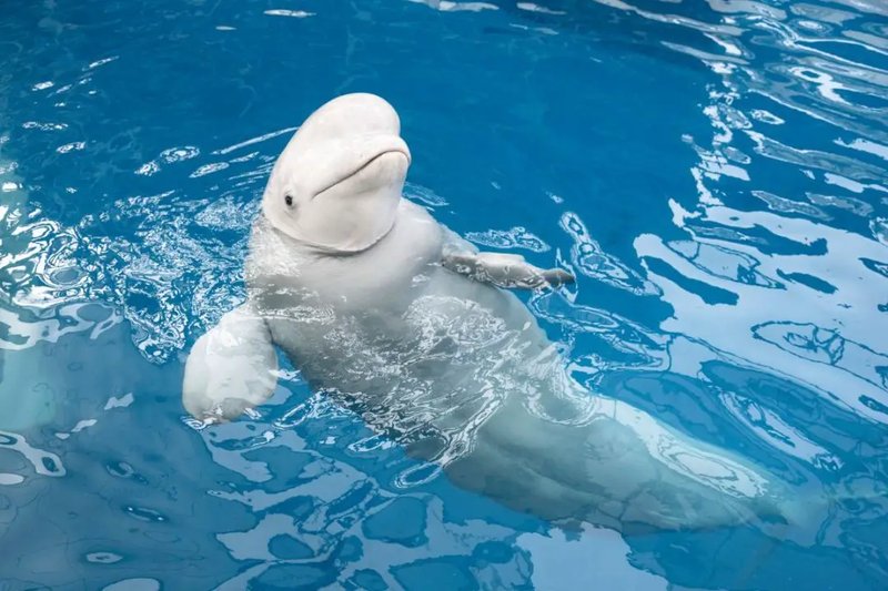 10 Animals Similar To The River Dolphin And How To Tell Them Apart