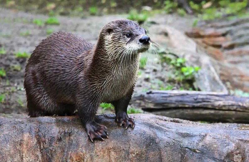 10 Animals Similar To The River Otter And How To Tell Them Apart
