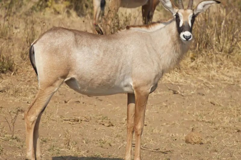 10 Animals Similar To The Roan Antelope And How To Tell Them Apart