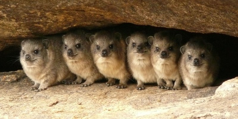 10 Animals Similar To The Rock Hyrax And How To Tell Them Apart