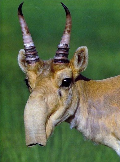 10 Animals Similar To The Saiga Antelope And How To Tell Them Apart