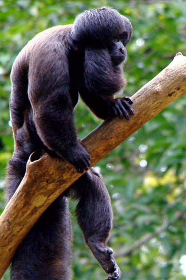 10 Animals Similar To The Saki Monkey And How To Tell Them Apart