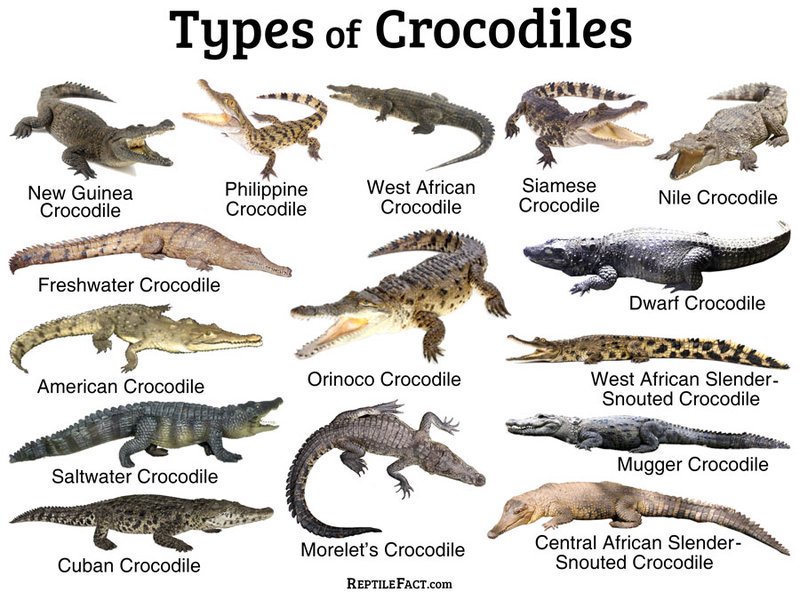 10 Animals Similar To The Saltwater Crocodile And How To Tell Them Apart