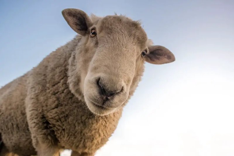 10 Animals Similar To The Sheep And How To Tell Them Apart