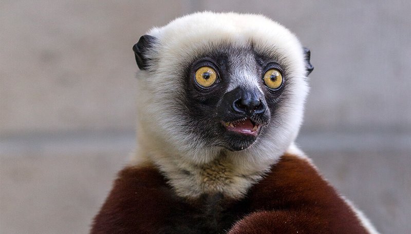 10 Animals Similar To The Sifaka And How To Tell Them Apart