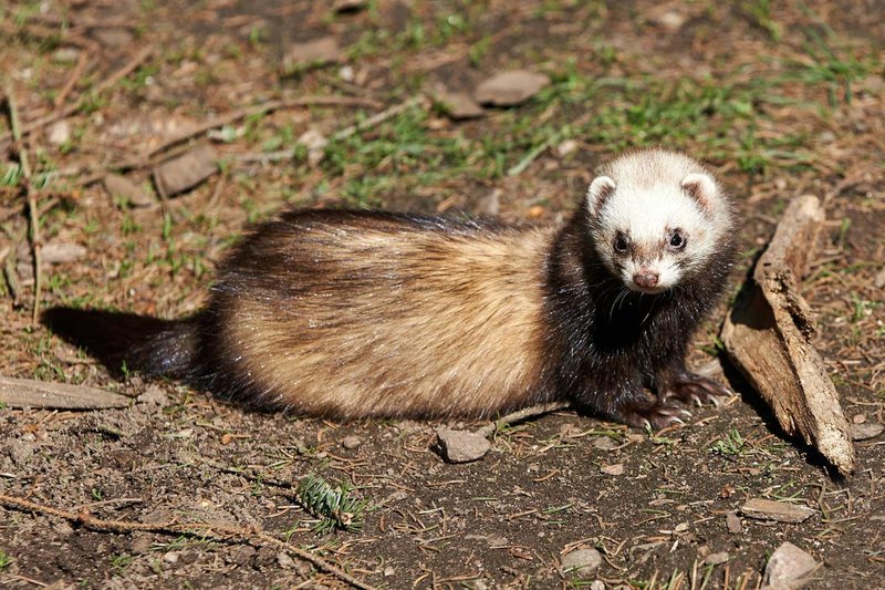 10 Animals Similar To The Skunk And How To Tell Them Apart