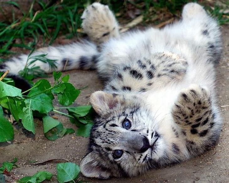 10 Animals Similar To The Snow Leopard And How To Tell Them Apart