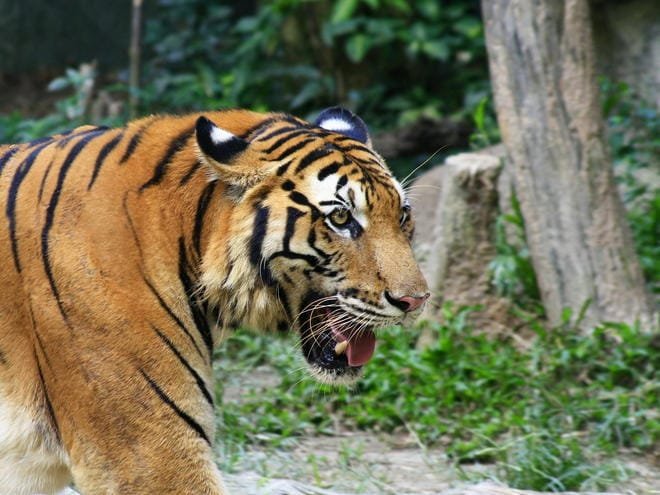10 Animals Similar To The South China Tiger And How To Tell Them Apart