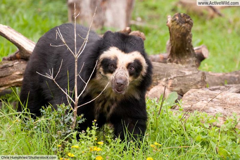 10 Animals Similar To The Spectacled Bear And How To Tell Them Apart