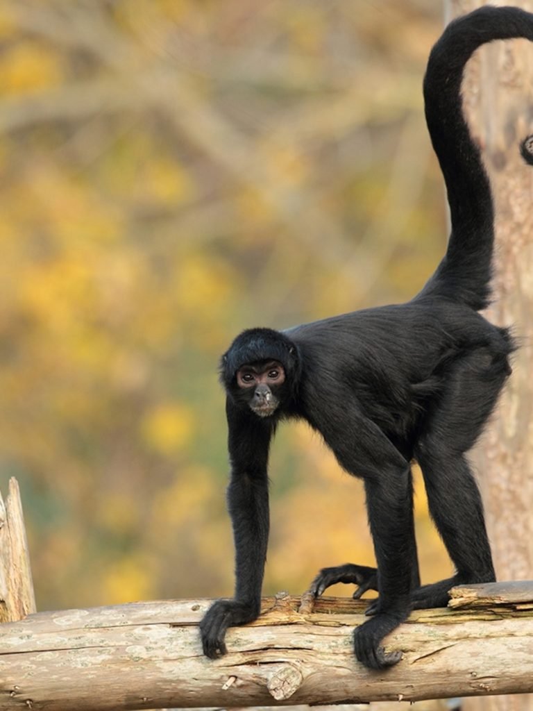 10 Animals Similar To The Spider Monkey And How To Tell Them Apart