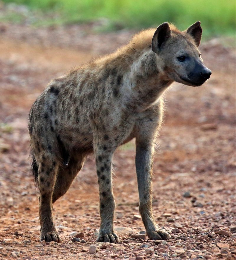 10 Animals Similar To The Spotted Hyena And How To Tell Them Apart
