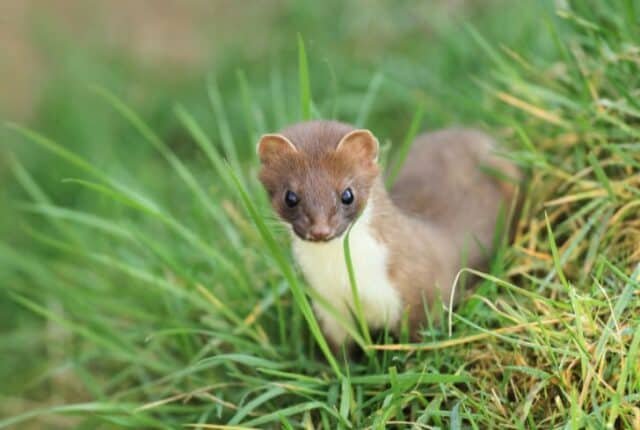 10 Animals Similar To The Stoat And How To Tell Them Apart