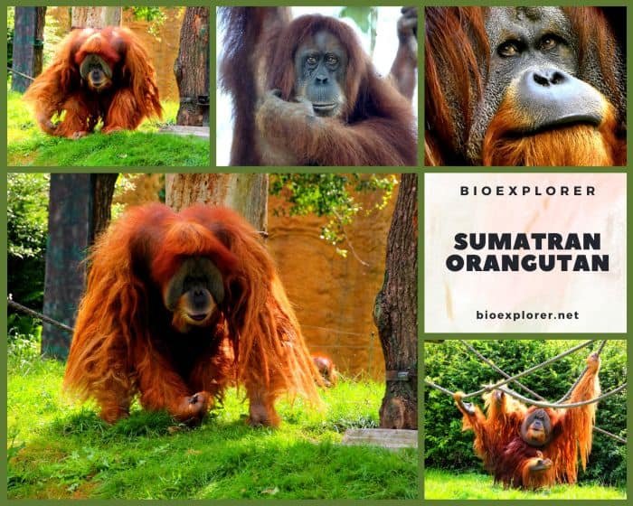 10 Animals Similar To The Sumatran Orangutan And How To Tell Them Apart