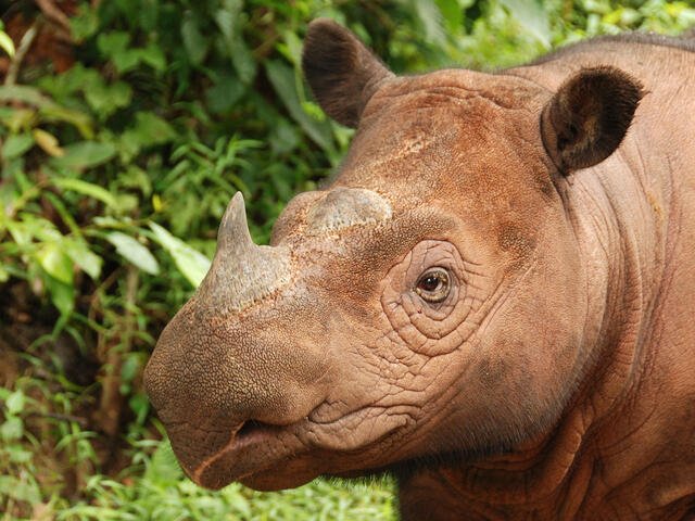 10 Animals Similar To The Sumatran Rhinoceros And How To Tell Them Apart