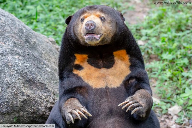 10 Animals Similar To The Sun Bear And How To Tell Them Apart
