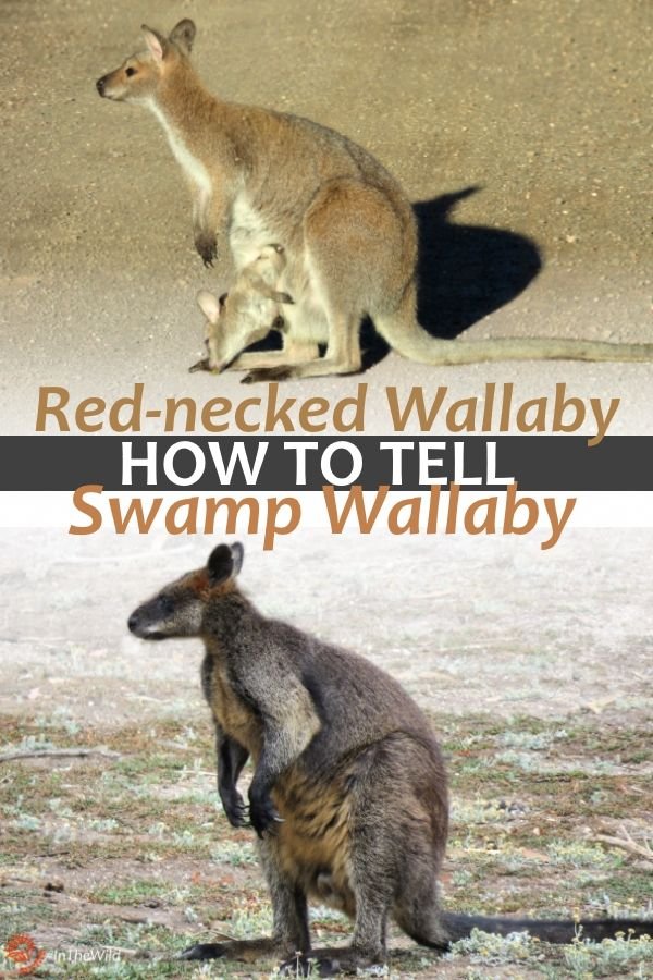 10 Animals Similar To The Swamp Wallaby And How To Tell Them Apart