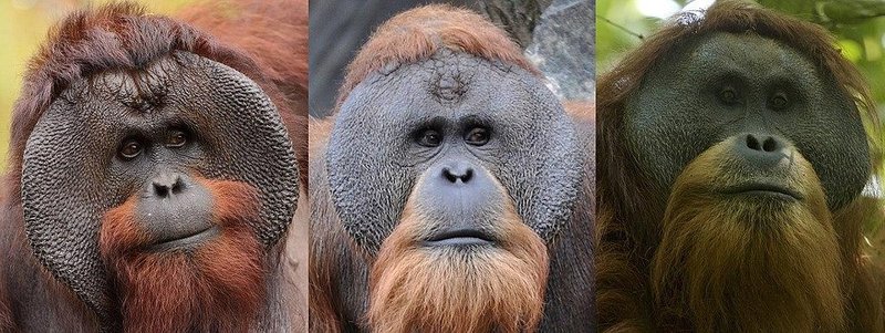 10 Animals Similar To The Tapanuli Orangutan And How To Tell Them Apart