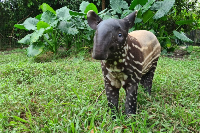 10 Animals Similar To The Tapir And How To Tell Them Apart