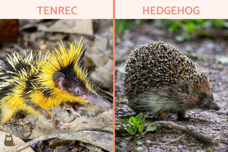 10 Animals Similar To The Tenrec And How To Tell Them Apart