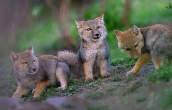 10 Animals Similar To The Tibetan Fox And How To Tell Them Apart