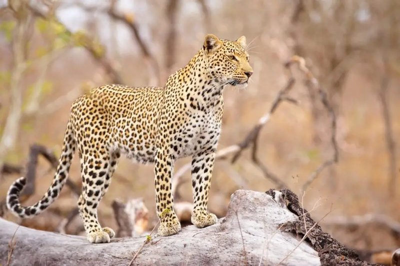 10 Animals Similar To The Tiger And How To Tell Them Apart