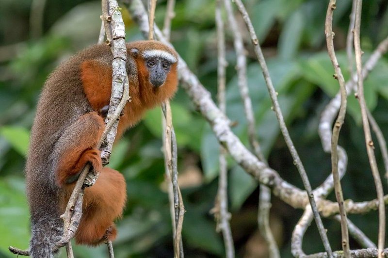 10 Animals Similar To The Titi Monkey And How To Tell Them Apart