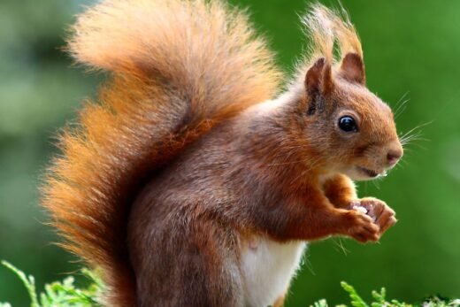 10 Animals Similar To The Tree Squirrel And How To Tell Them Apart