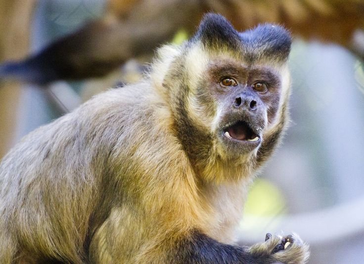 10 Animals Similar To The Tufted Capuchin And How To Tell Them Apart