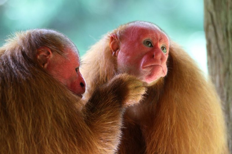 10 Animals Similar To The Uakari And How To Tell Them Apart