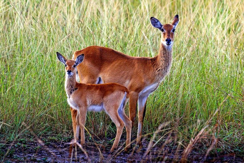 10 Animals Similar To The Ugandan Kob And How To Tell Them Apart