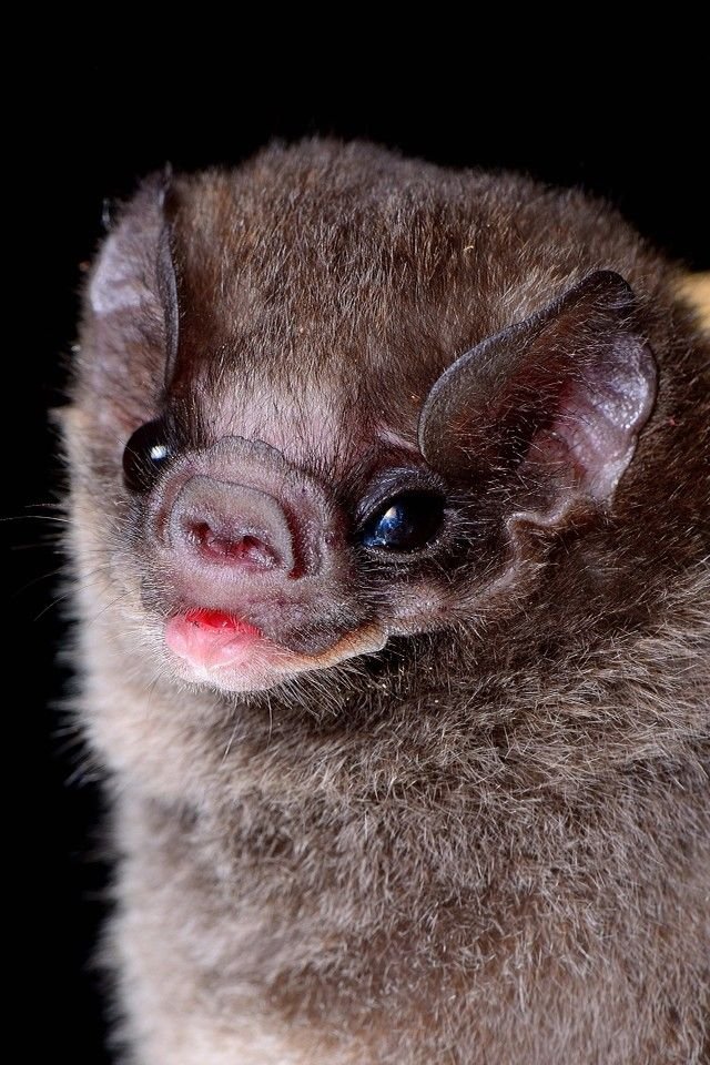 10 Animals Similar To The Vampire Bat And How To Tell Them Apart