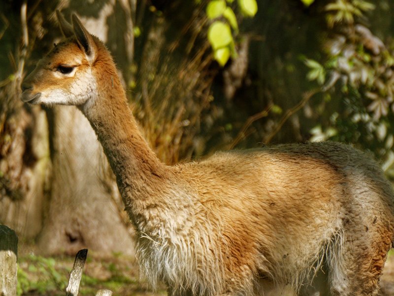 10 Animals Similar To The Vicuna And How To Tell Them Apart