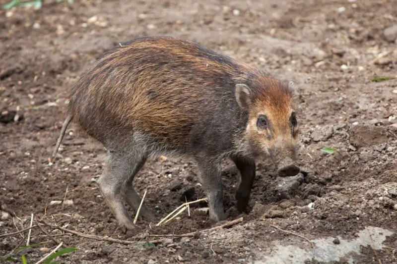 10 Animals Similar To The Visayan Warty Pig And How To Tell Them Apart