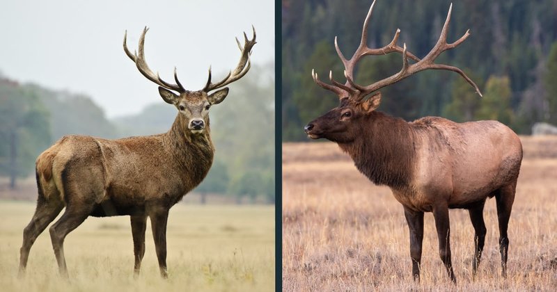 10 Animals Similar To The Wapiti And How To Tell Them Apart