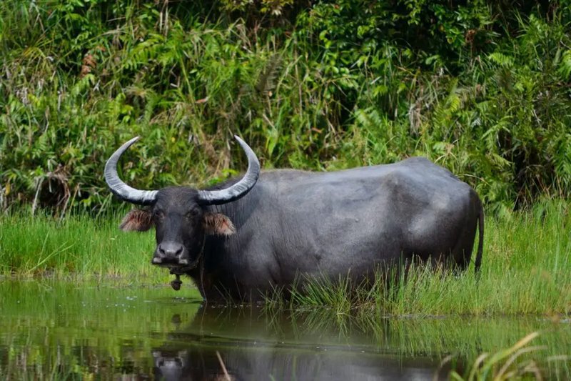 10 Animals Similar To The Water Buffalo And How To Tell Them Apart