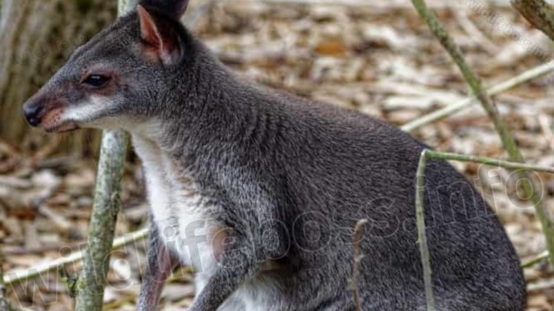 10 Animals Similar To The Western Grey Kangaroo And How To Tell Them Apart