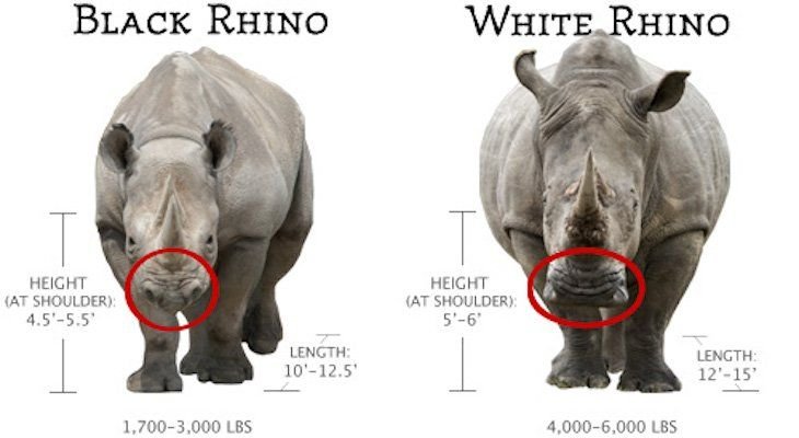 10 Animals Similar To The White Rhinoceros And How To Tell Them Apart