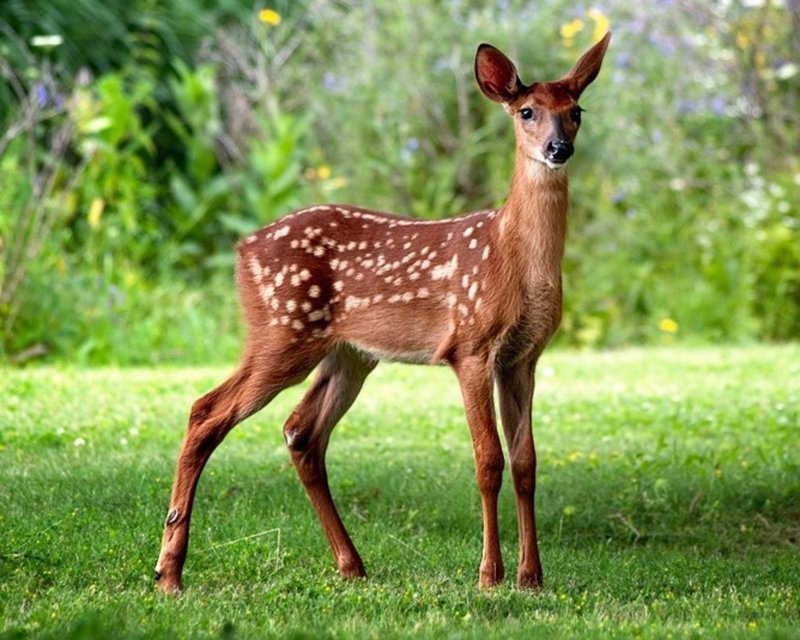 10 Animals Similar To The White-Tailed Deer And How To Tell Them Apart