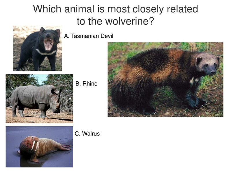 10 Animals Similar To The Wolverine And How To Tell Them Apart