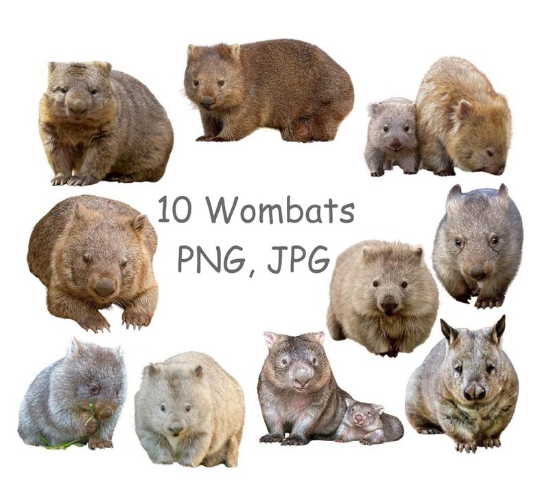 10 Animals Similar To The Wombat And How To Tell Them Apart