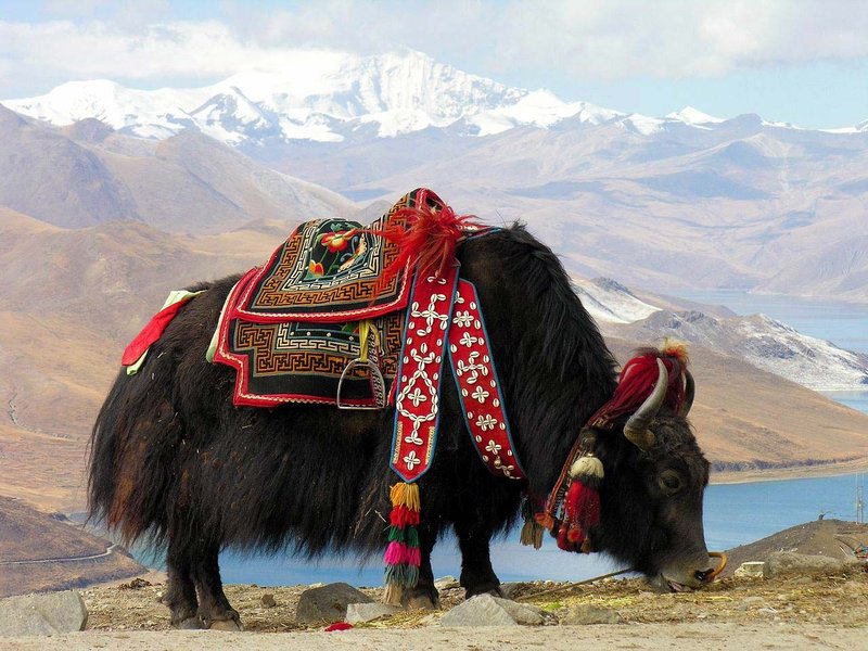 10 Animals Similar To The Yak And How To Tell Them Apart
