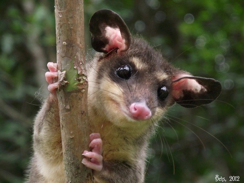 10 Animals Similar To The Yapok And How To Tell Them Apart